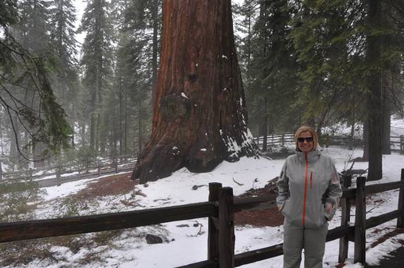 Junto à 'General Grant', a terceira maior árvore no Sequoia National Park,  na Califórnia - EUA